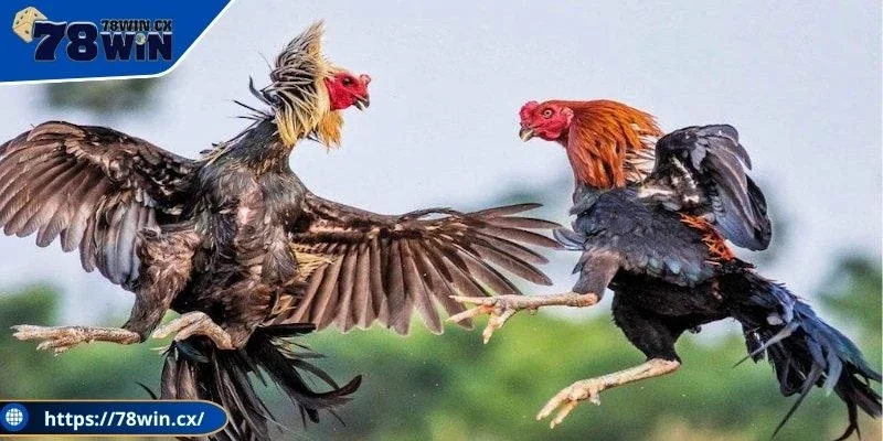 Cửa cược đá gà 78WIN khó dự đoán, thưởng cực khủng