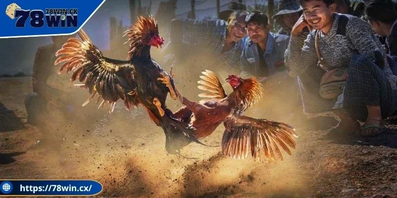 Đá gà cựa sắt 78WIN có nhiều ưu điểm thu hút người chơi