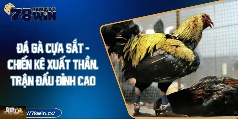 Đá gà cựa sắt