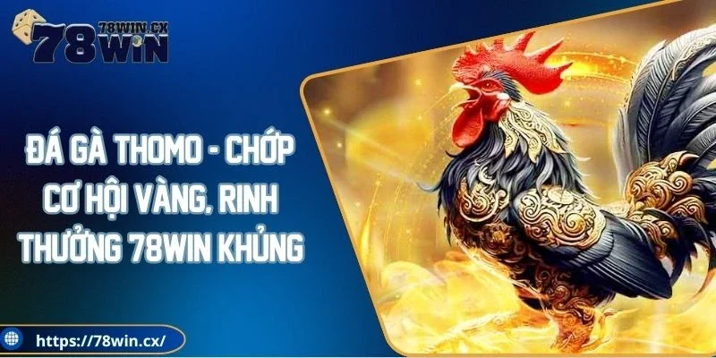 Đá gà Thomo