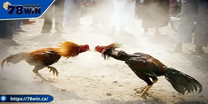 Để chơi hiệu quả cần dựa trên đội hình, lối chơi của chiến kê