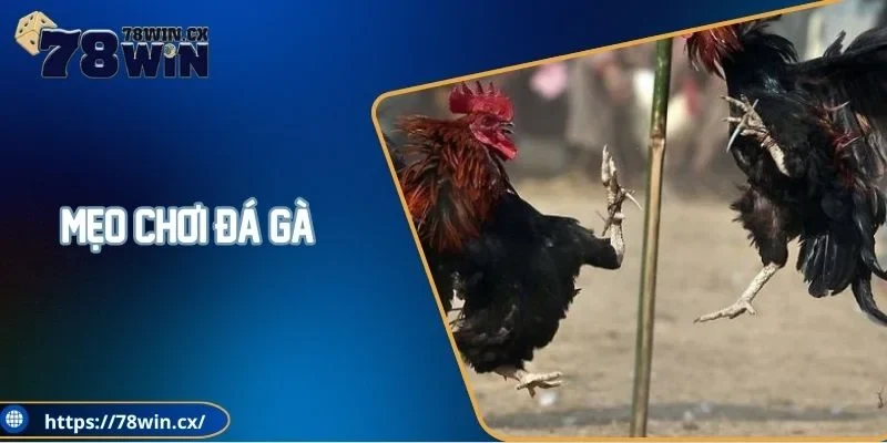 Mẹo chơi đá gà