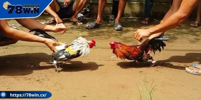 Nắm vững luật thi đấu của đá gà cựa sắt trước khi chơi