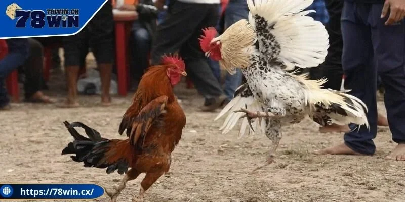 Những mẹo chơi đá gà hiệu quả nhất mùa hè năm 2025